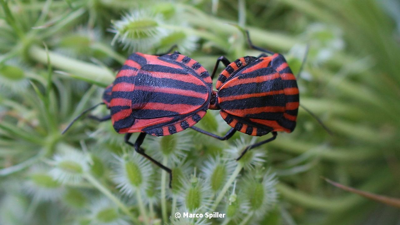 Graphosoma italicus in copula